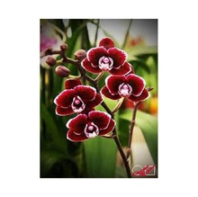 Диамантен гоблен Цветовете на орхидеята, 25х20 см